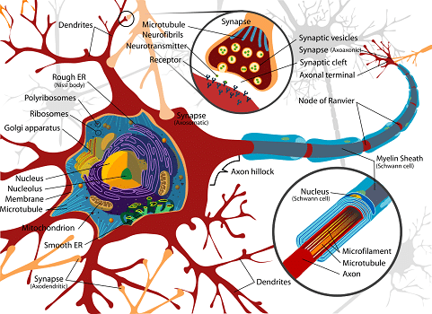 La neuroplasticité pour booster son cerveau